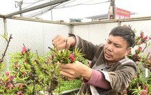 Đào 'khủng' đi đâu, về đâu sau vụ Tết sóng gió?