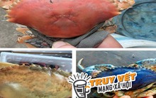 Cua biển Cà Mau có nhiều màu sắc "độc lạ" do đột biến gen?