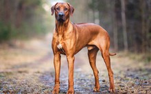 Loài chó hung dữ bậc nhất thế giới: Sở hữu chỉ số IQ cao, trung thành và săn được cả sư tử!