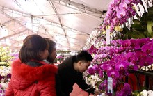 Chưa Tết lan hồ điệp đã ‘hạ nhiệt’