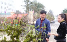 Nhiều người săn lùng đào ‘tiến Vua’ rất đắt đỏ chơi Tết