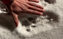 Đặt camera trong rừng, thợ săn giật mình khi bắt gặp sinh vật tuyệt chủng hơn 100 năm