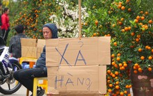 Mới 28 Tết đào quất đã 'đổ' ra đường, chỉ 80.000 đồng/cây