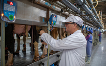 Tự chủ giống bò sữa, TH góp vai trò lớn giải bài toán khó của nông nghiệp Việt Nam