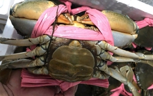 Cua gạch Cà Mau giảm giá 200.000 đồng/kg