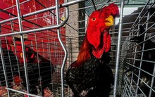 Gà Đông Tảo 'chân to bằng lon bia' lên báo nước ngoài