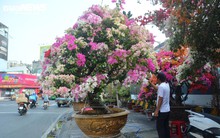 TP.HCM: Hoa giấy trăm triệu đồng khoe sắc, chờ khách 'rước' về chơi Tết