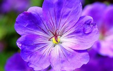 Top 12 loài hoa Tết được trưng trong nhà người Việt: Có loài mang ý nghĩa thịnh vượng, hợp phong thủy