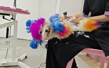 Khách sạn cho thú cưng “cháy phòng” dịp Tết