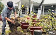 Mai đại hạ giá vẫn ế, nhiều tiểu thương đập chậu lấy gốc chở về