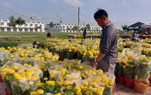 30 Tết, hoa, dưa hấu 'đại hạ giá' vẫn ế