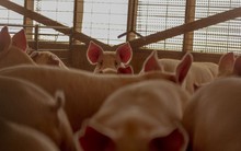 520 năm lịch sử ‘đau thương’ của thịt lợn Mỹ: Mãi mãi là kẻ đứng sau, dư thừa đến mức người dân ăn không hết, nông dân lỗ 30 USD trên mỗi đầu heo