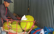 Mít Thái tăng giá mạnh, nông dân lãi lớn