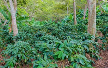 Giá rẻ bất ngờ, Thái Lan săn lùng một mặt hàng của Việt Nam trong tháng 1: Xuất khẩu tăng hơn 1.200%, nước ta áp đảo thế giới về nguồn cung