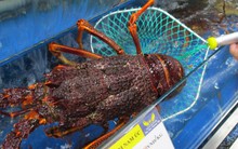 Việt Nam nhập khẩu 40.000 tấn tôm hùm Úc