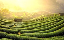 Châu Âu săn lùng hàng trăm tấn 'vàng xanh' quý hiếm của Việt Nam: sản lượng tăng gần 200%, nước ta xuất khẩu đứng top 5 thế giới