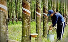 Cao su Phước Hòa lên kế hoạch lãi 2024 ‘đi lùi’ gần 1 nửa, dự kiến trả cổ tức tỷ lệ 20%