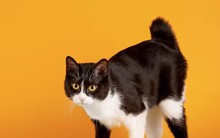 Nhật Bản: Báo động toàn thành phố vì một con mèo rơi vào thùng hóa chất