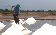 Diêm dân được mùa nhưng giá muối giảm sâu