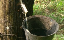 Giá cao su thế giới tăng 9 phiên liên tiếp đạt ‘đỉnh’ 13 năm