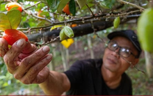 'Thủ phủ' nhót ở Hà Nội mất mùa, giá tăng dựng đứng