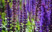 Nước lọc thêm 1 loại hạt uống vào buổi sáng thành thuốc bổ ‘thượng hạng’, giúp hạ đường huyết, chậm già hiệu quả