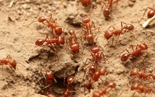 Dịch kiến lửa tràn lan khắp Australia, có thể gây thiệt hại tới 38 tỷ AUD