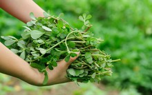 Loại rau mọc dại ở Việt Nam là "thần dược" hạ đường huyết, giàu omega 3 còn giúp giảm mỡ máu: Người Trung Quốc cực chuộng