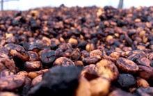 Loại hạt đặc trưng của Việt Nam liên tục hốt bạc từ Đông sang Tây: giá trong nước lập đỉnh lịch sử 30 năm, nhiều nhà đầu tư lựa chọn chỉ sau dầu và vàng