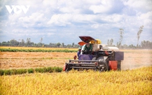 Lúa Đông Xuân ĐBSCL giảm giá, doanh nghiệp thu mua gặp khó