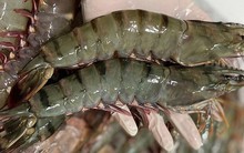 Cách nào giữ vị thế tôm Việt Nam trị giá 4 tỷ USD?