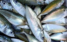 Bí quyết chọn cá biển tươi, không nhiễm hóa chất