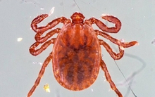 Nhật Bản xác nhận ca sốt giảm tiểu cầu lây nhiễm từ người sang người