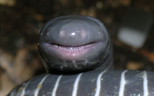 Phát hiện loài lưỡng cư 'ngoài hành tinh' vừa biết đẻ trứng, vừa biết cho con bú sữa