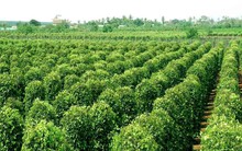 Châu Âu cất công săn mua hàng trăm tấn 'vàng trên cây' của Việt Nam: tăng nhập khẩu hơn 1.000%, giá trong nước liên tục lập đỉnh