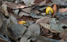 Xuất khẩu số 1 thế giới nhưng Việt Nam vẫn ồ ạt nhập loại hạt này từ Indonesia: sản lượng tăng hơn 400%, có khả năng chống ung thư và tiểu đường