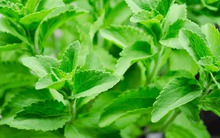 Loại cây ngọt gấp 200 lần đường nhưng lại là "trợ thủ đắc lực" của người giảm cân