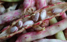 Loại hạt bùi ngậy cực bổ, kiểm soát đường huyết hiệu quả còn đánh bay mỡ máu, thanh lọc, giải nhiệt cơ thể