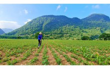 Đậu phộng giống bán cho nông dân Quảng Bình nghi là "giống giả"