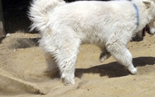 Chó cưng vô tình đào được thanh sắt rỉ sau vườn, chàng trai lập tức gọi cảnh sát phong tỏa cả khu vực: Suýt nữa cả thị trấn mất mạng!