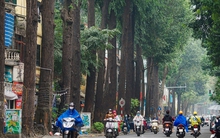 Cận cảnh hàng cây sao đen trăm tuổi cao vút, phủ bóng mát trên phố Lò Đúc