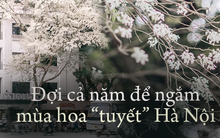 Giật mình cảnh nở “không kịp cản” của loài hoa tháng 3 Hà Nội, trắng xóa cả trời khiến ai thấy cũng trầm trồ