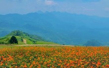 Ghé Bắc Kạn ngắm Mù Là mùa hoa nở rộ, xiêu lòng với khung cảnh đẹp như tranh