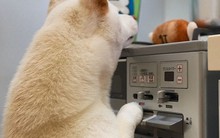 Thú cưng gây ra 61 vụ hỏa hoạn trong 10 năm ở Nhật Bản