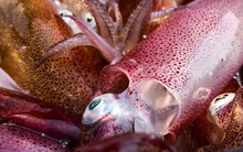 Mực nhảy Vũng Áng vào mùa, giá đắt đỏ vẫn 'cháy hàng'