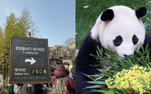 "Đỉnh lưu pandabiz" Fubao trong ngày làm cuối cùng tại Hàn: Fan xếp hàng từ 3 giờ sáng chỉ để được gặp trong 5 phút