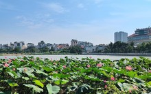 Đấu giá cho thuê 35.000m2 đất tại Tây Hồ