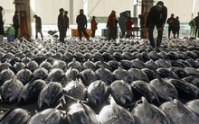 Việt Nam sở hữu bảo bối dưới nước được phương Tây cực 'thèm khát': xuất khẩu tăng phi mã, nằm trong top 3 'ông trùm' thế giới