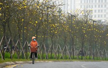 Mãn nhãn với đường hoa phong linh nở vàng đầu mùa trên đường phố Hà Nội