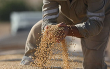 Một loại hạt từ Campuchia ồ ạt tràn vào Việt Nam: tăng trưởng 1.300% trong 1 tháng, nước ta nhập khẩu đứng thứ 3 thế giới